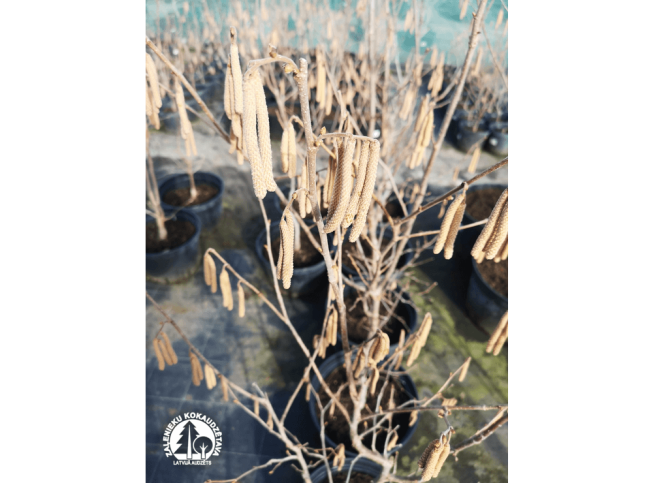 Corylus avellana   'Gustav Mahler'